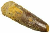 Fossil Sauropod Dinosaur (Titanosaur) Tooth - Morocco #369660-1